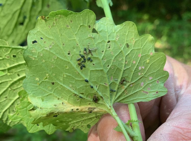 Garlic mustard aphids on garlic mustard.