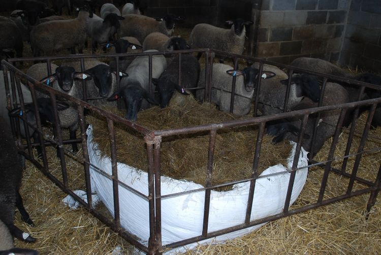 Baled silage fed to market lambs at Rick Wallen’s farm near Hubbard Lake, MI. 