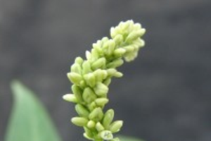 Pennsylvania smartweed – Persicaria pensylvanica
