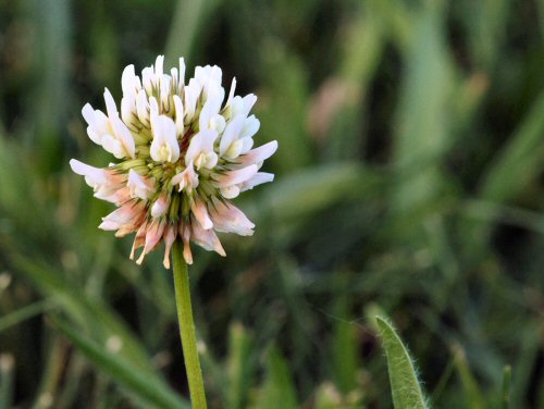 White Clover3.jpg