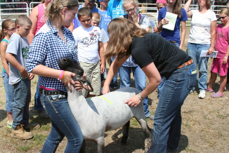 Understanding common judging terms can help you learn more about your animal project and aid you in picking out future projects. Photo credit: Steve Thelen | MSU Extension