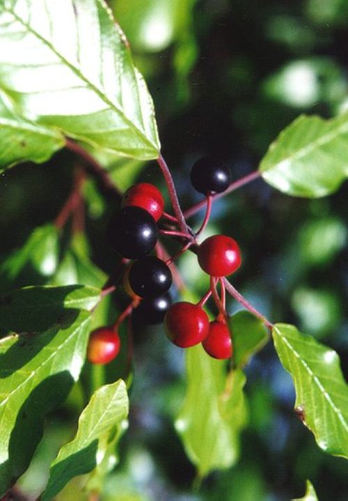 Glossy buckthorn prefers moister sites near wetlands while common buckthorn is a more upland invader. Photo credit: Bill Cook l MSU Extension