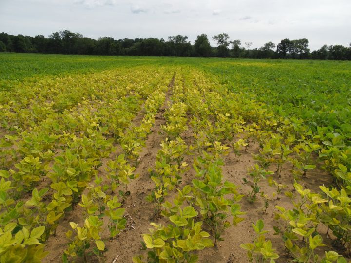 Nutrient Management Recommendations For Profitable Soybean