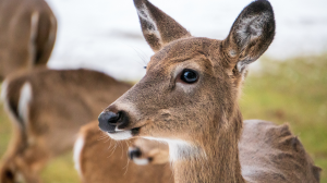Researchers are learning more about chronic wasting disease
