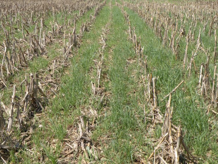 A cereal rye cover crop aerial seeded into corn