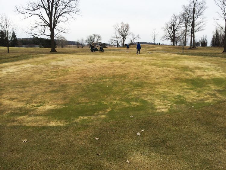 Damaged turf on a Michigan golfcourse