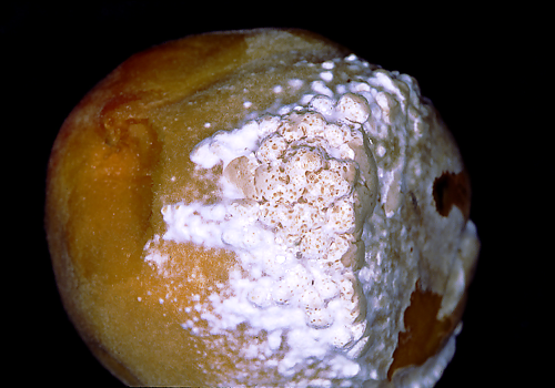 Sclerotinia-infected fruit develop a dense, white, fungal growth.