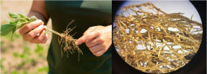 Integrated management strategies for improved soybean cyst nematode control