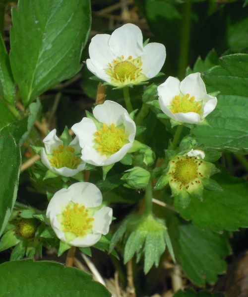 Strawberry bloom. Note that one of the flowers has been pollinated and lost its petals. The first flower in the cluster (primary) has also been pollinated and is hanging down from the flower cluster. All photos: Mark Longstroth, MSU Extension