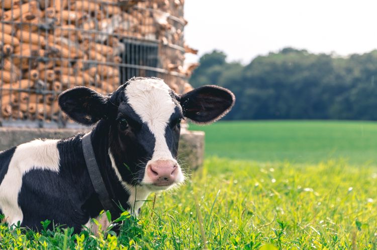 Calf in front of grain bin