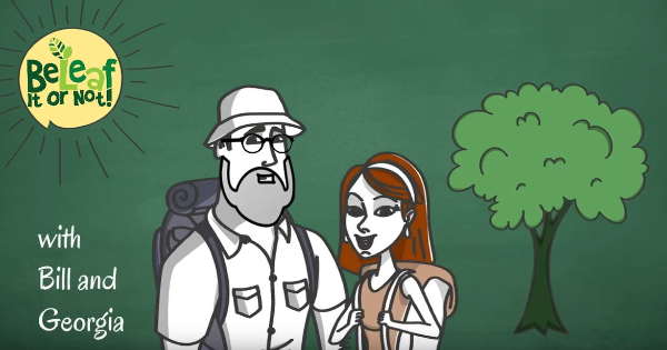 A cartoon version of a girl and boy in a forestry setting
