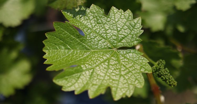 A grape leaf.