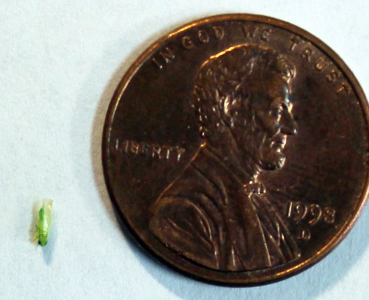 Potato leafhoppers are small insects that are best scouted for in alfalfa using a sweep net.