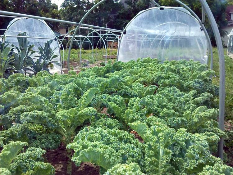 Kale and hoop-houses.