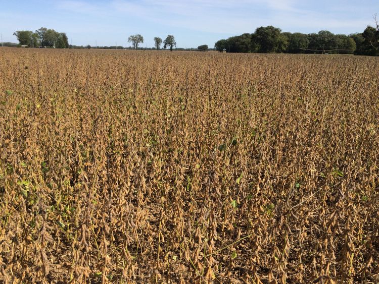 A soybean field reaching maturity.