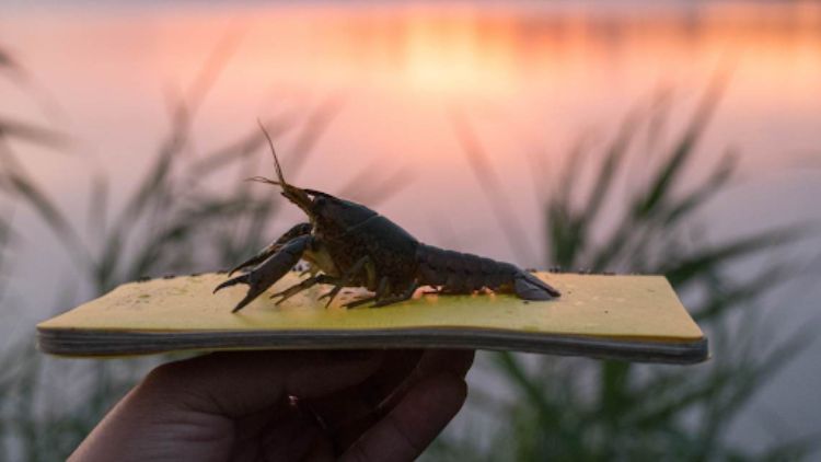 Decorative element. A marbled crayfish is perched on top of notebook being held in a hand and in the background is water backlit by a sunset.