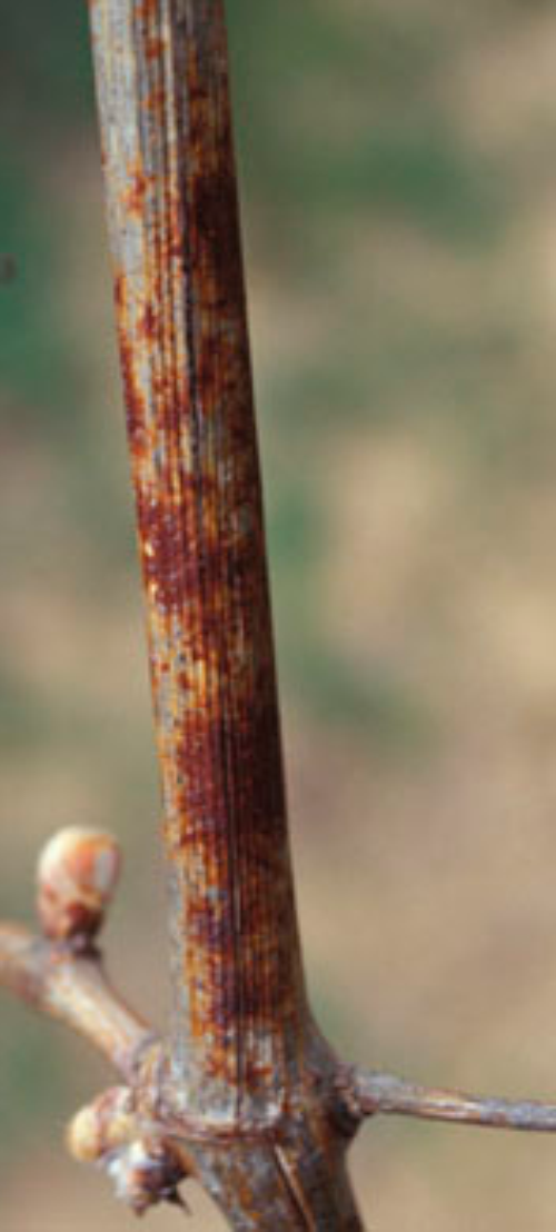  Infected shoots show dark gray, feathery patches, which appear reddish brown on dormant canes. 