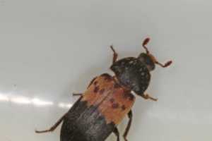 Larder Beetles Are Of Significant Interest For Many Residents This