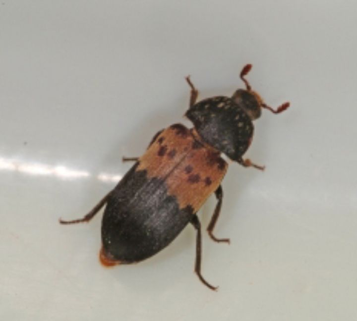 Larder Beetles Are Of Significant Interest For Many Residents This