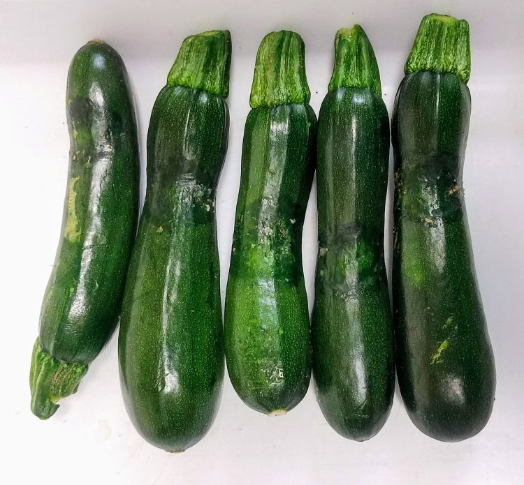 Zucchini showing water-soaked lesions