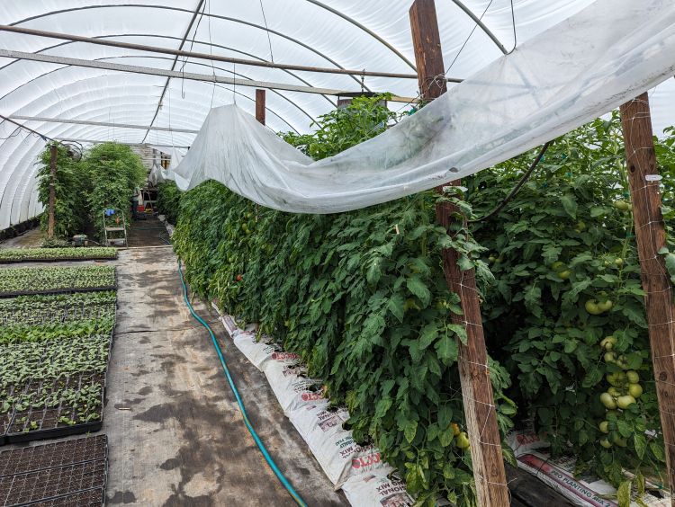 Tomatoes growing in a hoophouse.