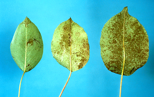  Feeding causes leaves to turn brown or bronze. 