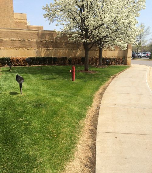 Turf damaged from deicing applications during winter. All photos: Kevin Frank, MSU