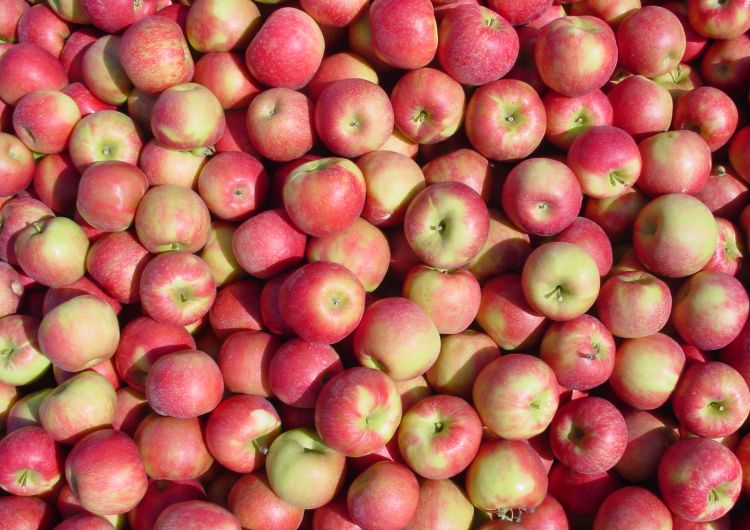 Honeycrisp apples