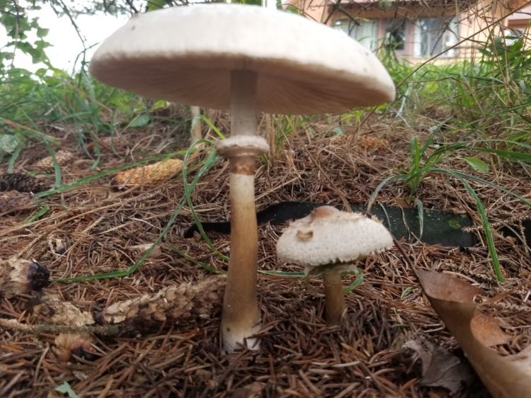 Macrolepiota procera growing under conifer tree on lawn.