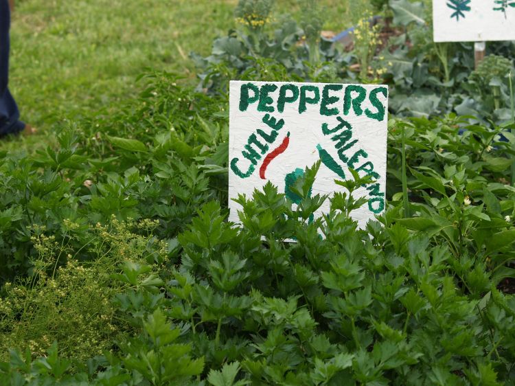 School gardens are one of the three key elements of farm to school. Photo credit: Kathryn Colasanti, MSU Center for Regional Food Systems.