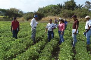Farmers and researchers examine a field of small red beans.