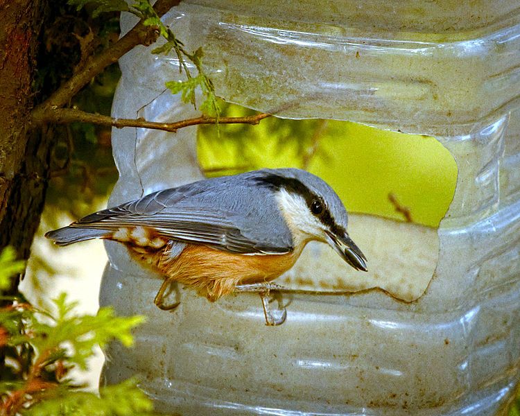 Make Backyard Bird Feeders With Youth Msu Extension