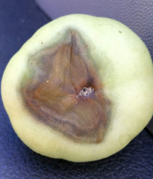 Blossom end rot on tomato.