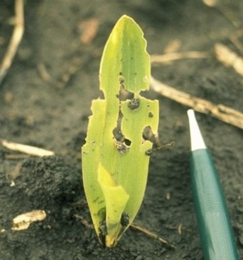 Black cutworm feeding on the leaf edges.