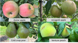 West central Michigan tree fruit update – August 9, 2022