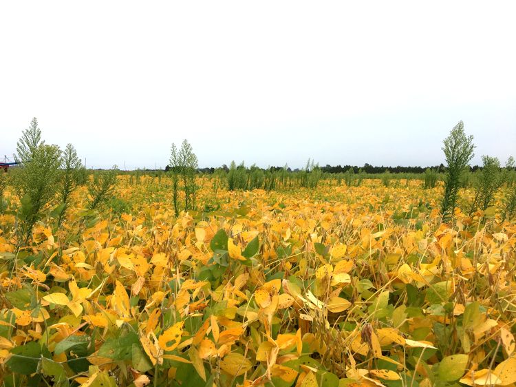 Marestail in soybeans