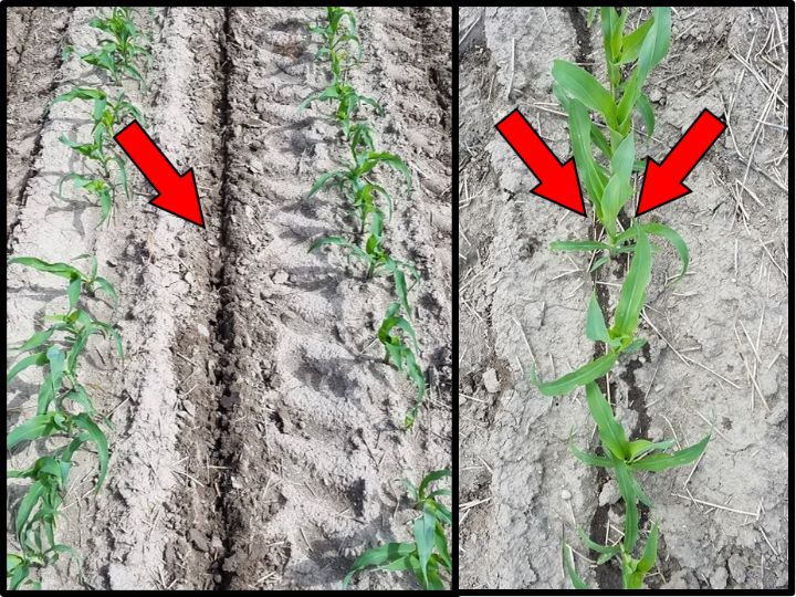 Strategies For Corn Sidedress Nitrogen Placement In Michigan Msu