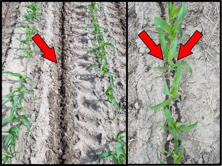 Figure 1. Coulter-inject (left) compared to Y-drop (right) N sidedress application methods. Arrows indicate N placement. Coulter-inject placed N 4 inches deep directly in-between 30-inch corn rows while Y-drop placed N on soil surface near growing plant.