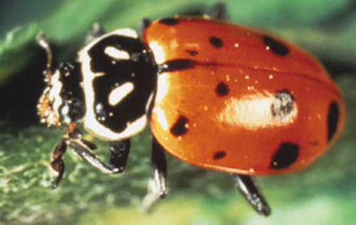  Ladybeetle adult. 