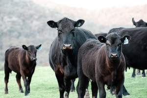 Beginning farmer DEMaND: resources for new farm managers