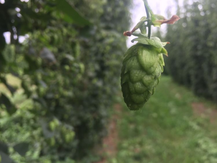 Picture of a hop plant