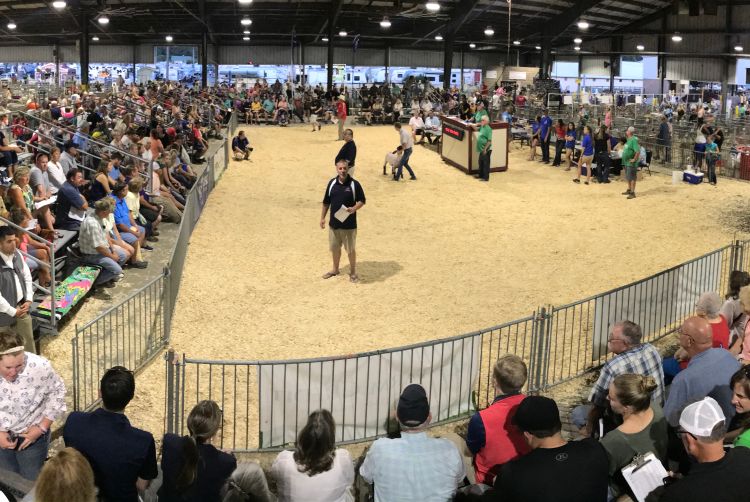 Livestock auction