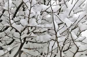 Exploring your world: how plants cope with cold