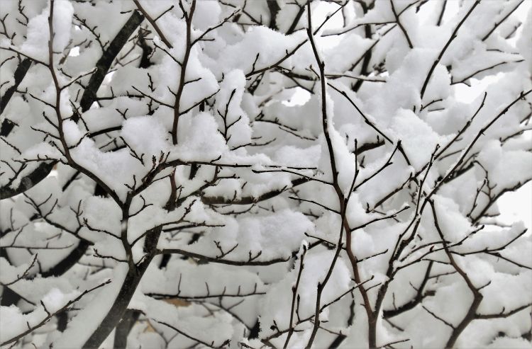 Tree branches covered in snow.