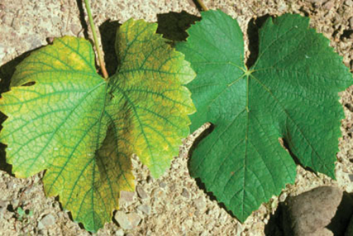  Left, infected Chardonnay leaf. Right, healthy leaf. 