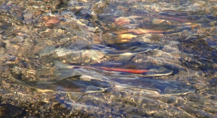 Longnose suckers are shown spawning just below the surface of the water in a small creek.