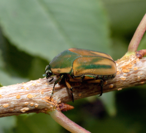  Adult is velvet green dorsally with yellow-orange margins on the elytra. 