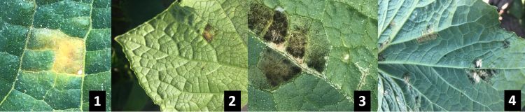 Lesions and spots on cucumber leafs.