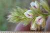 Hairy bush-clover flower beside centimeter ruler.