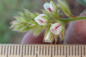 Hairy bush-clover